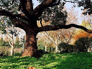 真的树图片,揭秘真实树木的奇妙世界